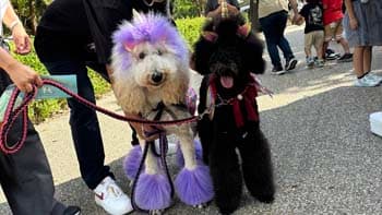Image /static/img/marche/15th-marche-haloween/landscape/IMG_0073.jpg
