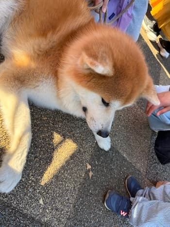 Image /static/img/marche/19th-christmas/portrait/IMG_3565.jpeg